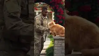 🥰 He talks back! Orange cat screams at owner ignoring playtime #cats #orangecat #funnycats