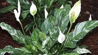 QUATRO TIPOS DE PLANTAS DIFERENTES RARAS E CARAS DE SOMBRA OU DENTRO DE CASA