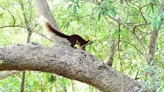Eye-catching wildlife of Dandeli