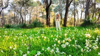 4K DJI NEO Drone Vlog Relaxing Walk in Nature Spring Wildflowers Australia