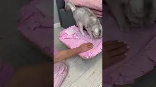Крошечная кроватка для кошки 😊Осталось прикупить игрушек в 