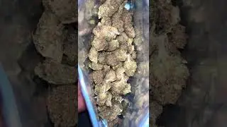 ThcaSmallBuds (Candy Gas) 🍬⛽️🔥 #shorts #cannabiscommunity420 #stonersociety #thcareview