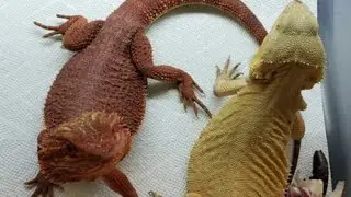 Red 100% het witblit Bearded Dragons 2nd clutch 💪🏽