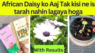 How to grow most beautiful winter flowering plant Dimorphotheca/African Daisy from seed.