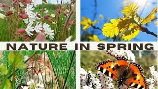 nature in spring | short hike |balade en wallonie| cinematic nature |balade en belgique |nature walk