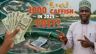 Сколько будет стоить выращивание 1000 детенышей до стадии меланжа в 2025 году?