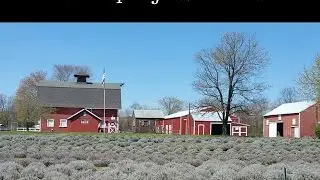 Hidden Spring Lavender Farm