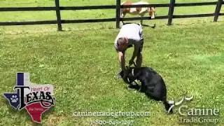 Meet our Fort Worth Dog Trainer