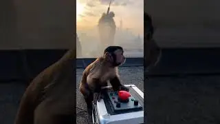 Monkey Presses a Button&hellip; Empire State Building Reacts 😳🐒