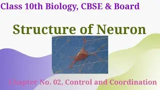 Neuron Class 10th Biology