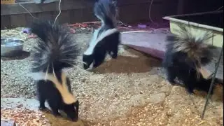 Skunk Activity Around The Marble Disk #backyardwildlife #kits