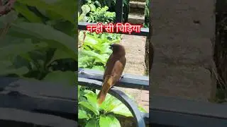 नन्ही सी चिड़िया #birds #smallbirds #justice #nature #satisfying #viralshorts #trendingsong