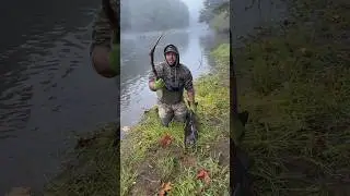 Как пускать кровь из рыбы