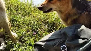 Лиза охраняет корм в рюкзаке от других собак | Pet Family