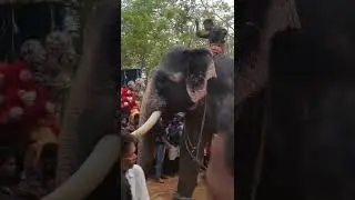 Kavassery pooram 2022 kuthira irakkam കാവശ്ശേരി പൂരം കുതിര ഇറക്കം