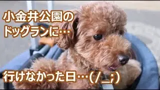 小金井公園のドッグランに愛犬トイプードルと行ってみましたが・・・。