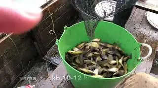 Törpeharcsa halászat 20181124