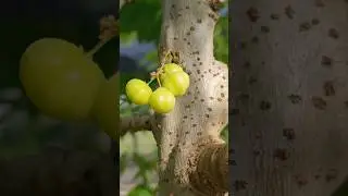 Conocidas  la  FRUTA  de la GROSELLA.. 🤔??#viral #naturaleza #jardin #frutasexoticas #grosella