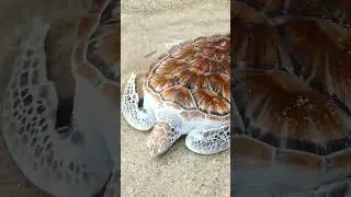 Sea turtle back to the sea #PredatorPower#MarineMajesty#SeaTurtleConservation#OceanRecovery