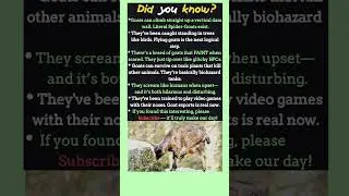 Crazy Goat Facts That Will Blow Your Mind