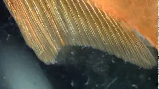 Gyrodactylus adults (skin fluke) infestation on a goldfish - 2