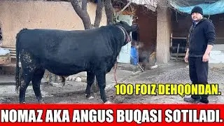 NOMAZ AKA ANGUS BUQASI SOTILADI.