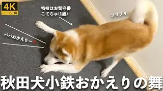 秋田犬こてちゅおかえりの舞詰め合わせ第2Q