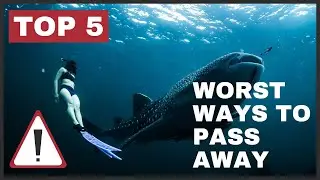 Worst Ways To Pass Away | 5 To Know