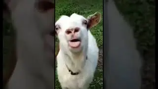 Licking goat