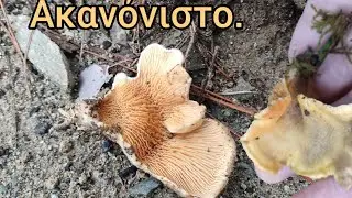 &Epsilon; ό&chi;&iota; &kappa;&alpha;&iota; &sigma;&alpha;&nu; &pi;&lambda;&epsilon;&upsilon;&rho;ώ&tau;&omicron;&upsilon;&sigmaf;. Tapinella panuoides