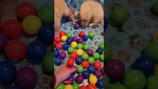 1/16/26 ball pit party