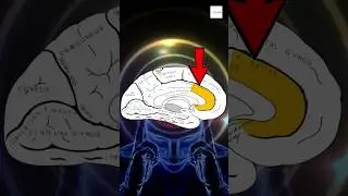 Secret About Brain in Quran #quran #quranmiracles #knowledge