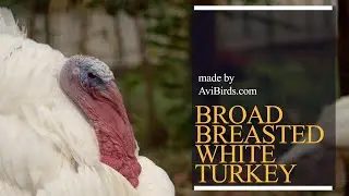 Broad-Breasted White Turkey