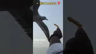 Bird Lover's Inside Deep Ocean 🌊#deepsea #oceanwaves #birdsfeeding #birdlovers #seabirds #seaport
