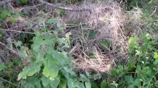 Common cocklebur