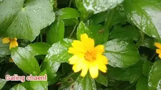 album dian pisesha