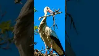 Wolly Necked Stork Bird Sound @madhur000 #birds #beautiful