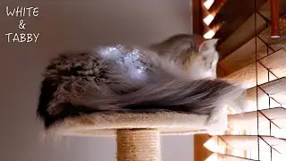 A Little Bird&rsquo;s Morning Visit- Fluffy Cats Watching Gently | 2-year-old Cute Norwegian Forest Cat