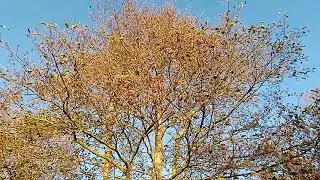 Beautiful Alder Tree on riverbank enjoying late Nov sun, Lanc UK wild nature countryside outdoors 