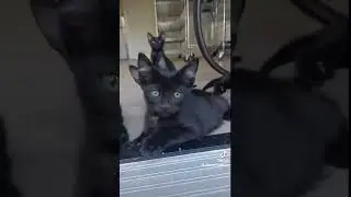 Polydactyl Polycats Kitty Cat Kitten Crew Gang Lounging With Pregnant Momma Poly