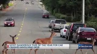 How many deer crashes are happening in the Southern Tier?