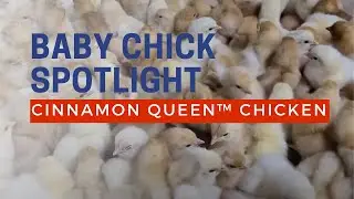 Cinnamon Queen Baby Chicks Cackle Hatchery