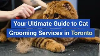 Your Ultimate Guide to Cat Grooming Services in Toronto