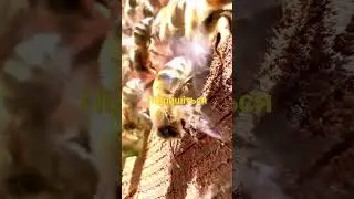 віддати все#bee #bees #bee #bees #honeybee #honeybees #beesofinstagram #мед