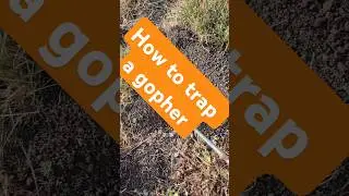 How to find a gopher tunnel