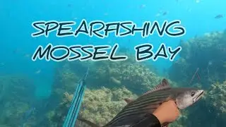 SPEARFISHING MOSSEL BAY!🇿🇦and seal encounter #mosselbay  #spearfishing  #fish  #ocean 