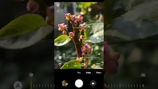 mobile photography tips 😳 #shorts #photography #shortsfeed #youtubeshorts #flowers