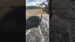 Amberjack di pasiran #surfcasting #amberjack #fishing #mancing #mancingpasiran #beach #fishingvideo