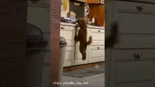 Voglio la pizza.. 🤣#chico #divertente #cane #funny #shorts #barboncino #poodle