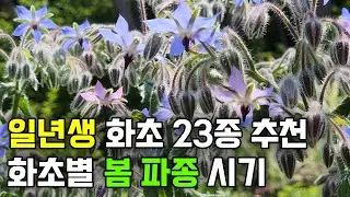 봄파종을 위한 일년생 화초 23종 추천 | 개화기간이 긴 화초들